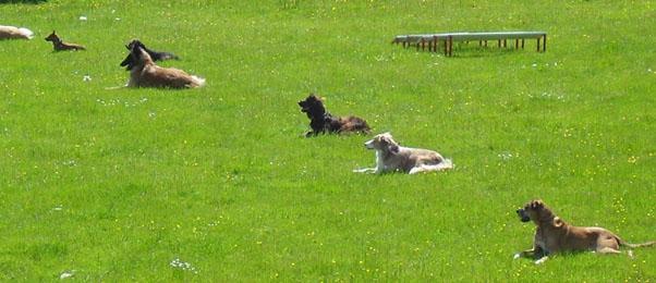 Cosford Doggos