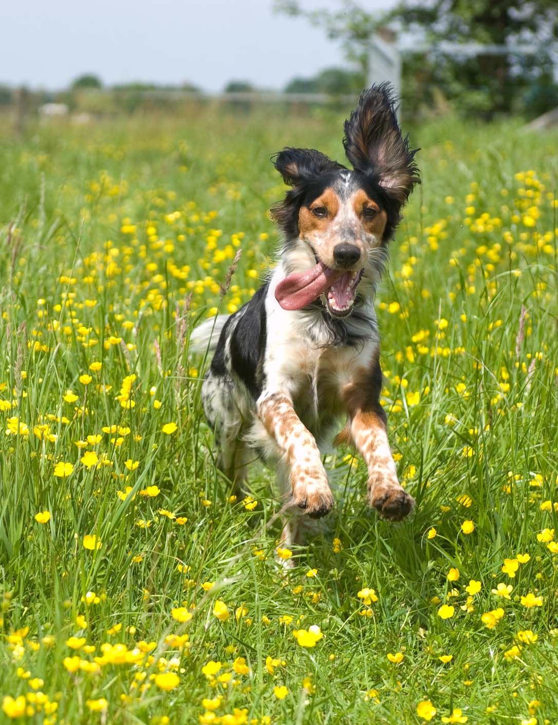 Happy active dog. Happy dog running through a meadow with buttercups