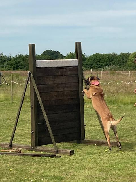 Tracking Dogs 1