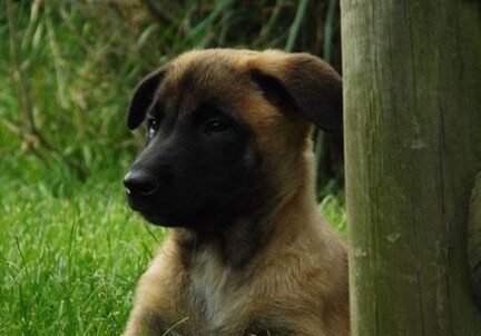 Baby alice